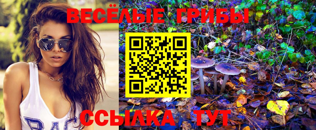 Галлюциногенные грибы Psilocybe Ейск